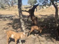 Echki, Nubian Goat — 2-rasm