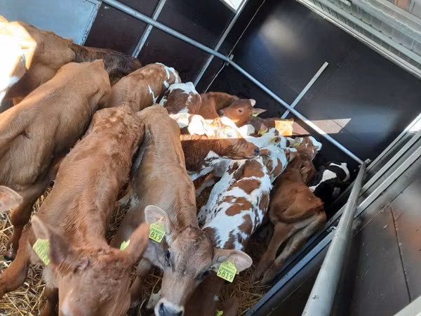 Bull, Simmental cattle — Poland