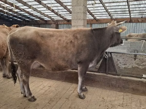 Sapi, Swiss cattle