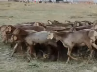Ovelha, Arashan sheep — foto 2