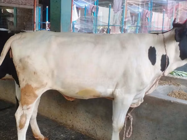 Mucca, Razza Holstein — Bangladesh