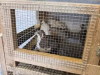 Quails — foto 5