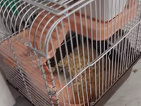 Qefesde 2 hamster cunqarik var. Sebeti alana hamsterleri ödənişsiz — 3. fotó