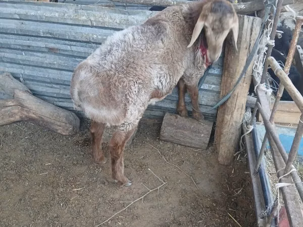 Dume la kondoo, Kondoo