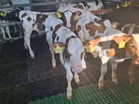 Tyre, Russian Black pied cattle — foto 3