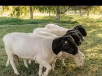 ვერძი, Dorper sheep — ფოტო 6
