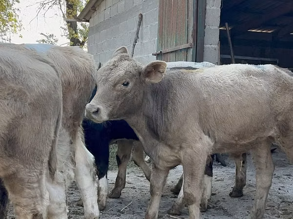 گاو نر, Swiss cattle
