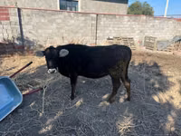 Vaca, Raza Alatau — foto 5