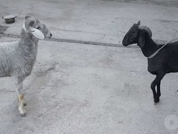 雄羊, 羊