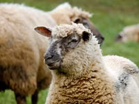 母羊, Bessarabian sheep — 照片 3