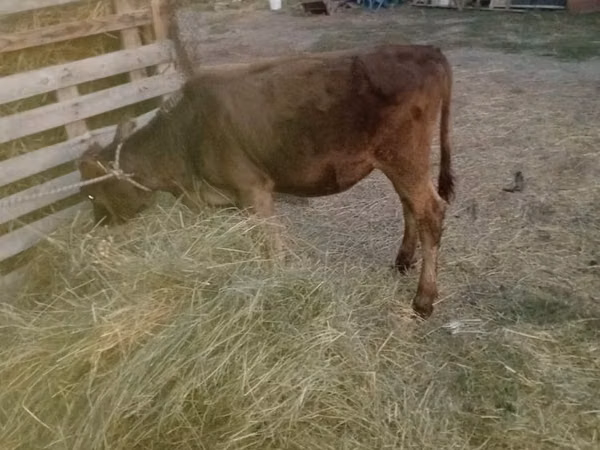 Cow, Cattle — Kazakhstan