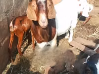 Այծեր (խումբ, սեռը նշված չէ), Boer goat — լուսանկար 3