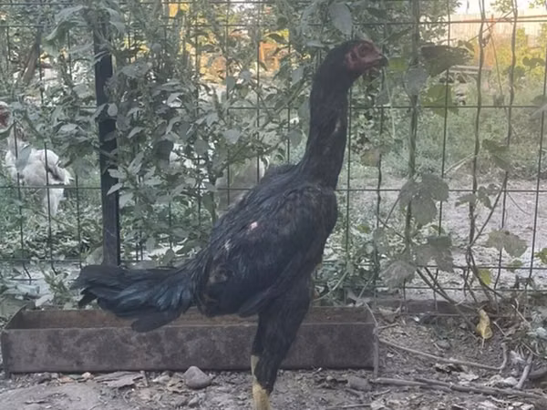 Shamo chickens — Kyrgyzstan