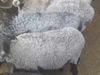 Kambing jantan, Romanov sheep — foto 3