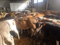 Bull, Cattle — photo 4