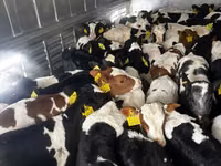 گاو نر, Simmental cattle — عکس 3