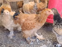 براهما — الصورة 1