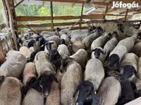Sheep, Tsigai sheep — photo 2