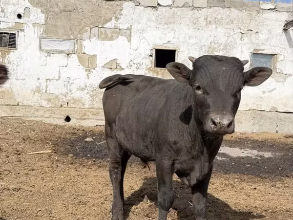 雄牛, Swiss cattle