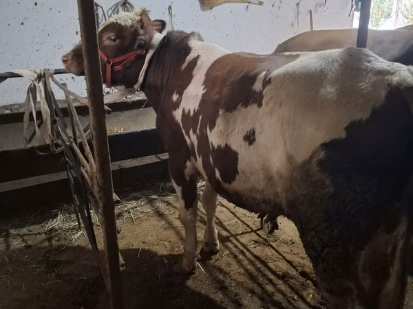 Bull, Ukrainian Red Pied Dairy cattle — Uzbekistan