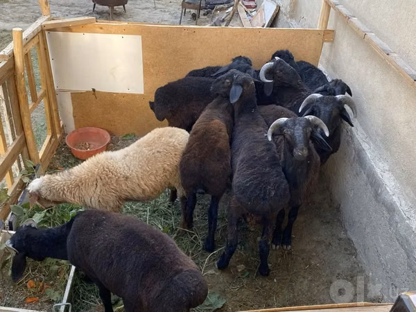 Ram, Sheep — Uzbekistan
