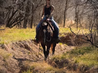 Koń, Quarter Horse — zdjęcie 5