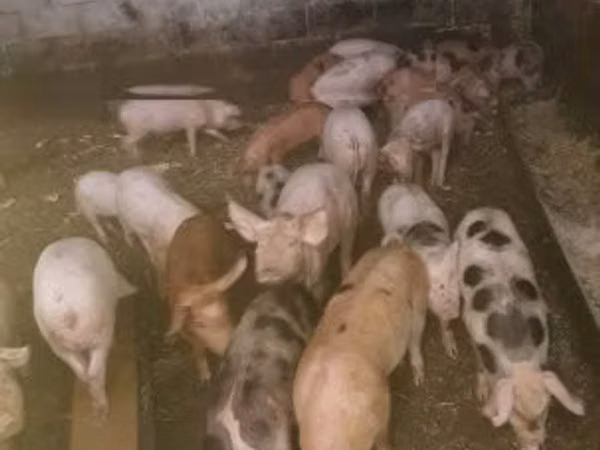 Pigs (batch, sex not specified),  — Hungary