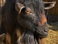 بز ماده, Nigerian dwarf goats — عکس 4
