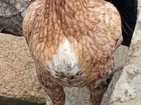 Chickens — photo 1