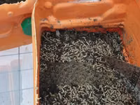 Black Soldier Fly Larvae, Eggs, Pupae,Bsf Net,Seive — 2. fotó