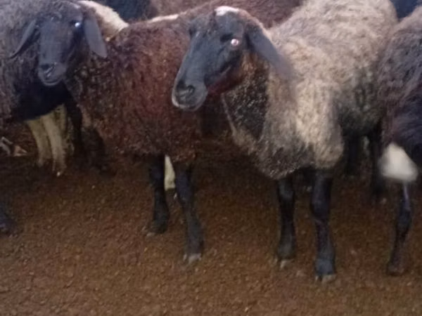 Sheep, Sheep — Moldova
