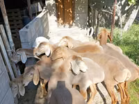 Sheep, Arashan sheep — photo 1
