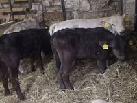 Byk, Simmental cattle — zdjęcie 1
