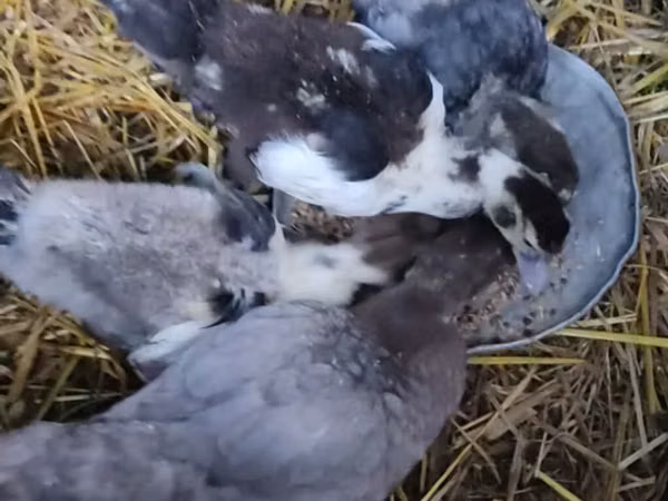 Ducks