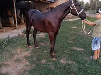 Kuda jantan, Horses — foto 2