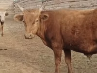 公牛, Cattle — 照片 1