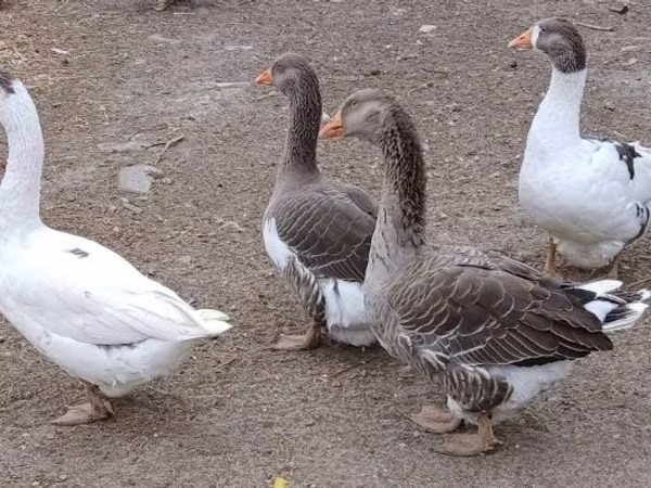 Geese — مجارستان