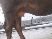 Cow, Cattle — photo 2