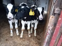 Бик, Russian Black pied cattle — фото 3