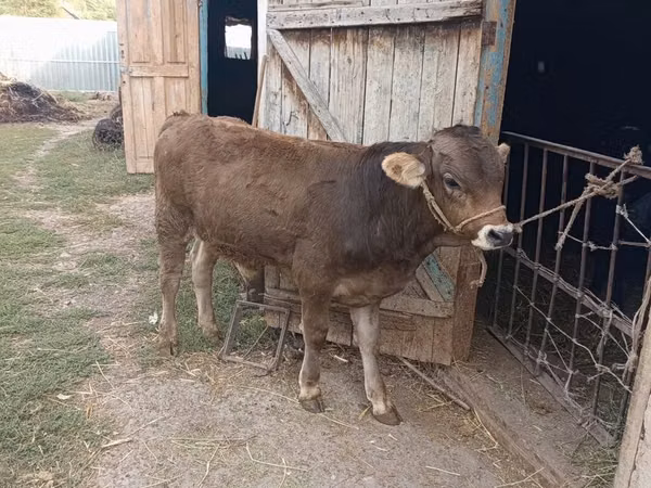 Bull, Swiss cattle — Kyrgyzstan