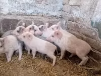 Pigs (batch, sex not specified) — photo 2