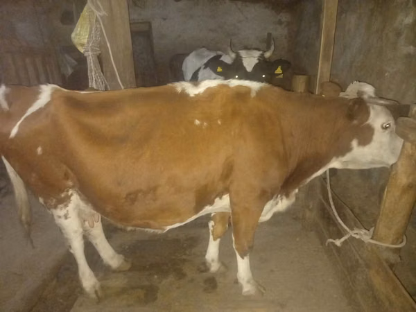 Krava, Simmental cattle — Kazachstán
