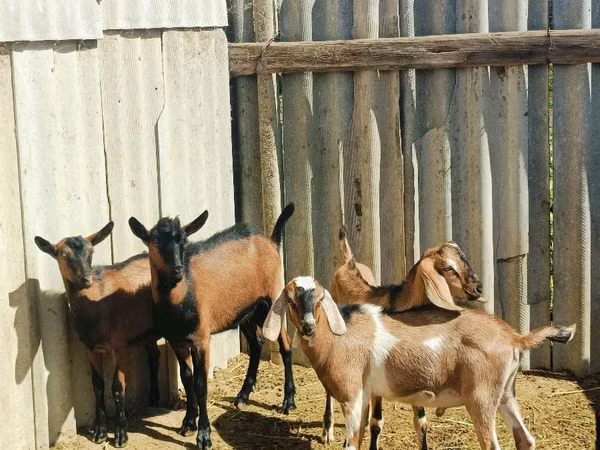 Billy Goat, Nubian Goat — Moldova