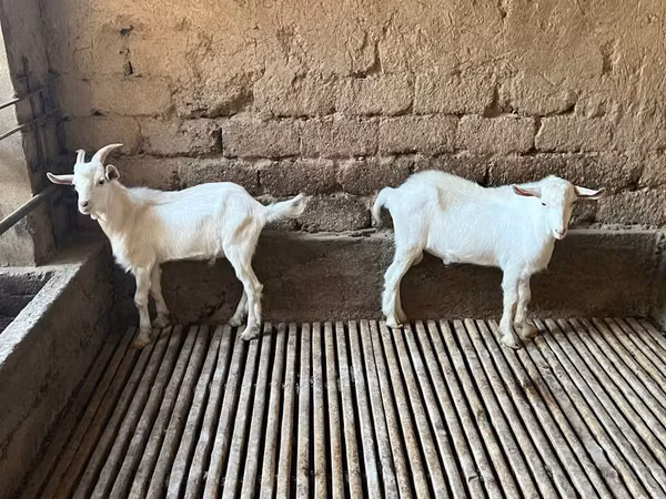 Goat, Saanen goat — Uzbekistan