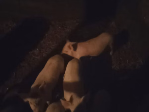 Boar, Pigs — Kazakhstan