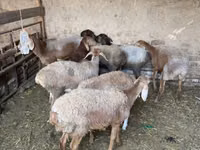 Sheep, Sheep — photo 4
