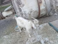 Koza, Kozy — foto 4