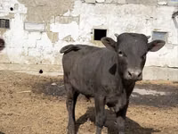 Taureau, Swiss cattle — photo 1