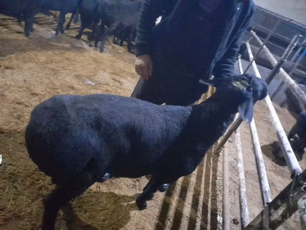 Ram, Sheep