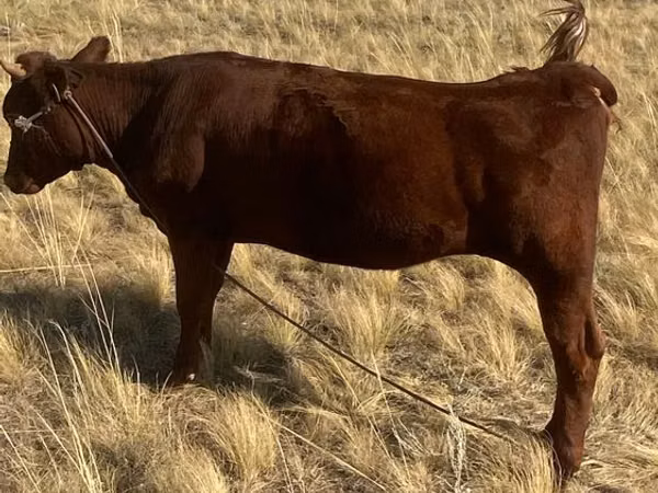 Cow, Red Steppe Cow — Kazakhstan